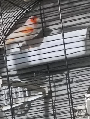 Vând canari rosu, mozaic  - imagine 2