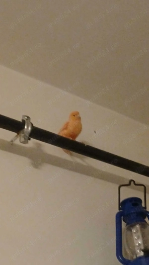 Vând canari rosu, mozaic  - imagine 3