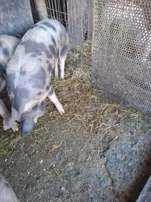 porc de vânzare  - imagine 2