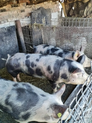 porc de vânzare  - imagine 3