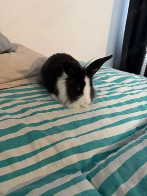 Iepure pitic cu cusca de vanzare - imagine 5