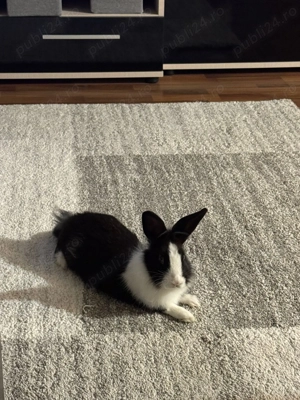 Iepure pitic cu cusca de vanzare - imagine 3