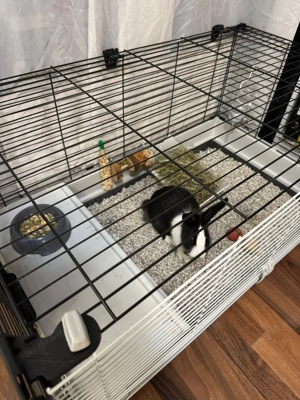 Iepure pitic cu cusca de vanzare - imagine 2