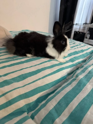 Iepure pitic cu cusca de vanzare - imagine 4