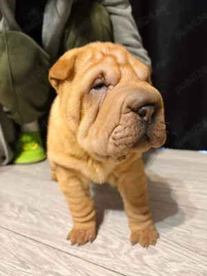 Pui Shar-pei 