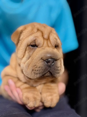 Pui Shar-pei  - imagine 2