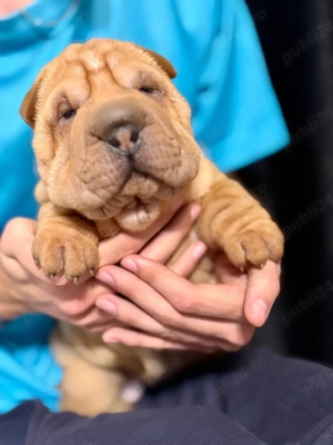 Pui Shar-pei  - imagine 5