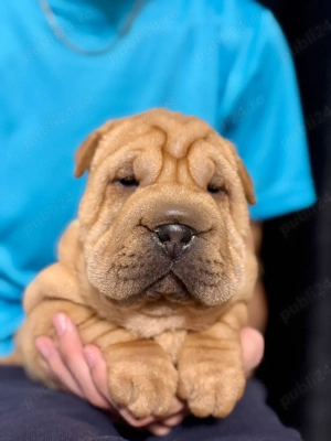 Pui Shar-pei  - imagine 3