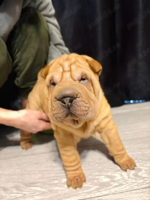 Pui Shar-pei  - imagine 4