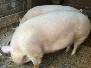 disponibili  - imagine 3