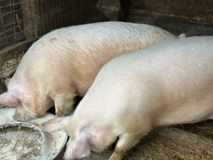 disponibili  - imagine 2