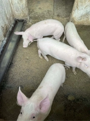 vand grasuni  - imagine 3