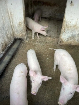 vand grasuni  - imagine 4