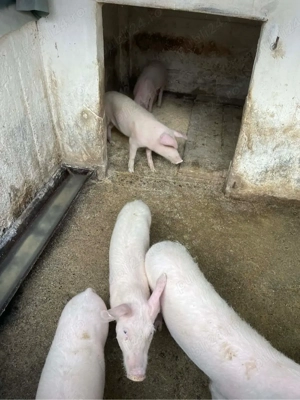 vand grasuni  - imagine 2