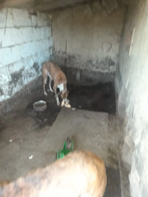 vând doi ogari   - imagine 2