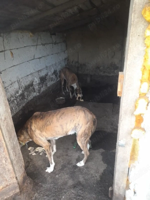 vând doi ogari   - imagine 3