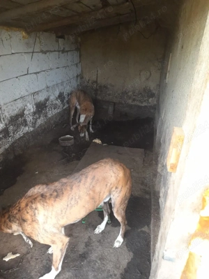 vând doi ogari   - imagine 4