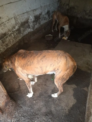 vând doi ogari   - imagine 5