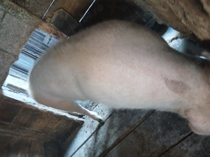 Vand urgent  porc 140 kg  - imagine 2