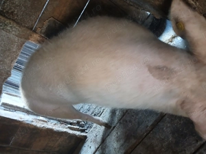 Vand urgent  porc 140 kg  - imagine 3