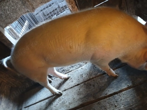 Vand urgent  porc 140 kg  - imagine 4