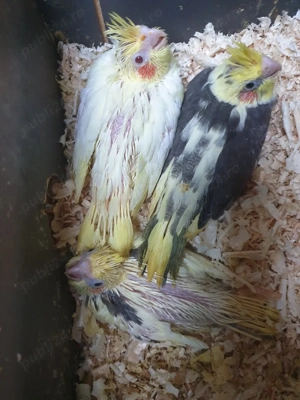 papagali micul alexandru perechi mature - imagine 4