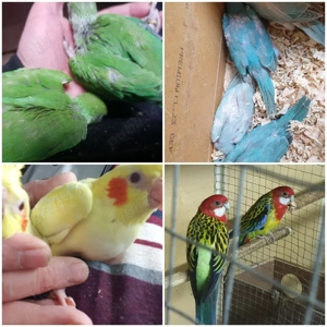 papagali micul alexandru perechi mature - imagine 3