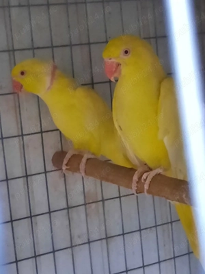 papagali micul alexandru perechi mature - imagine 2