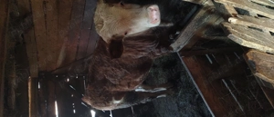 Vițel de vânzare  - imagine 4