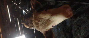 Vițel de vânzare  - imagine 3