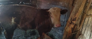 Vițel de vânzare  - imagine 5