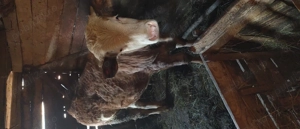 Vițel de vânzare  - imagine 2