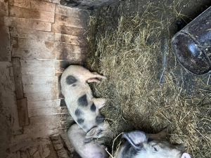 Porc purcei porci purcica 