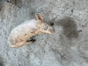 Porc purcei purcica porci porcii - imagine 3