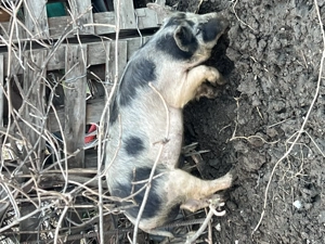 Porc purcei porci porcica 