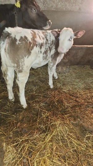 Vând vițea belgiană - imagine 2