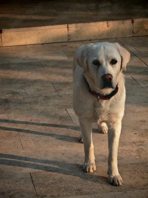 vand Labrador  - imagine 2