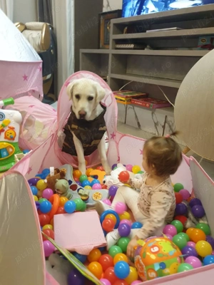 vand Labrador  - imagine 3