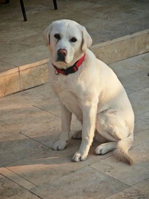 vand Labrador  - imagine 4