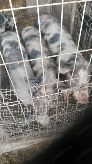 Porci de vânzare - imagine 4