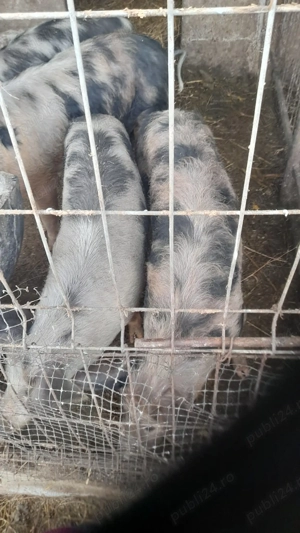 Porci de vânzare - imagine 3