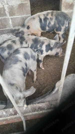 Porci de vânzare