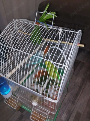 Vand papagali perusi cusca adapatori apa mancare. - imagine 2