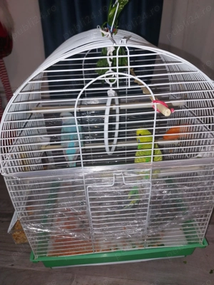 Vand papagali perusi cusca adapatori apa mancare.