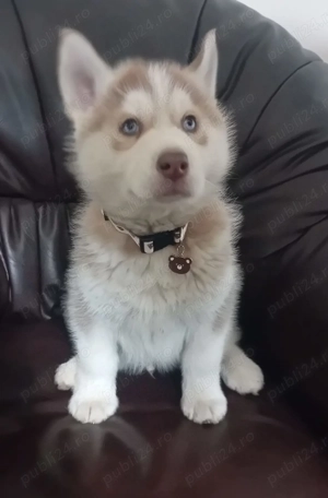 Catei husky de vinzare - imagine 5