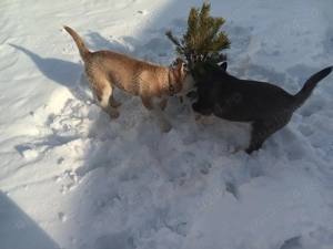 Catei husky de vinzare - imagine 2