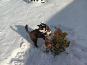 Catei husky de vinzare - imagine 3