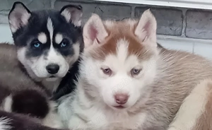 Catei husky de vinzare - imagine 4