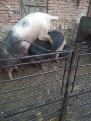 vieri balț si petrean