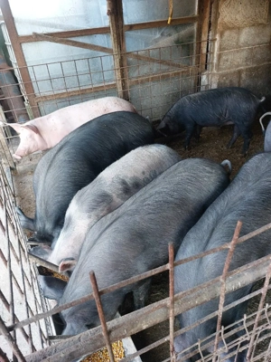 porci de vânzare de 80-110 kg.